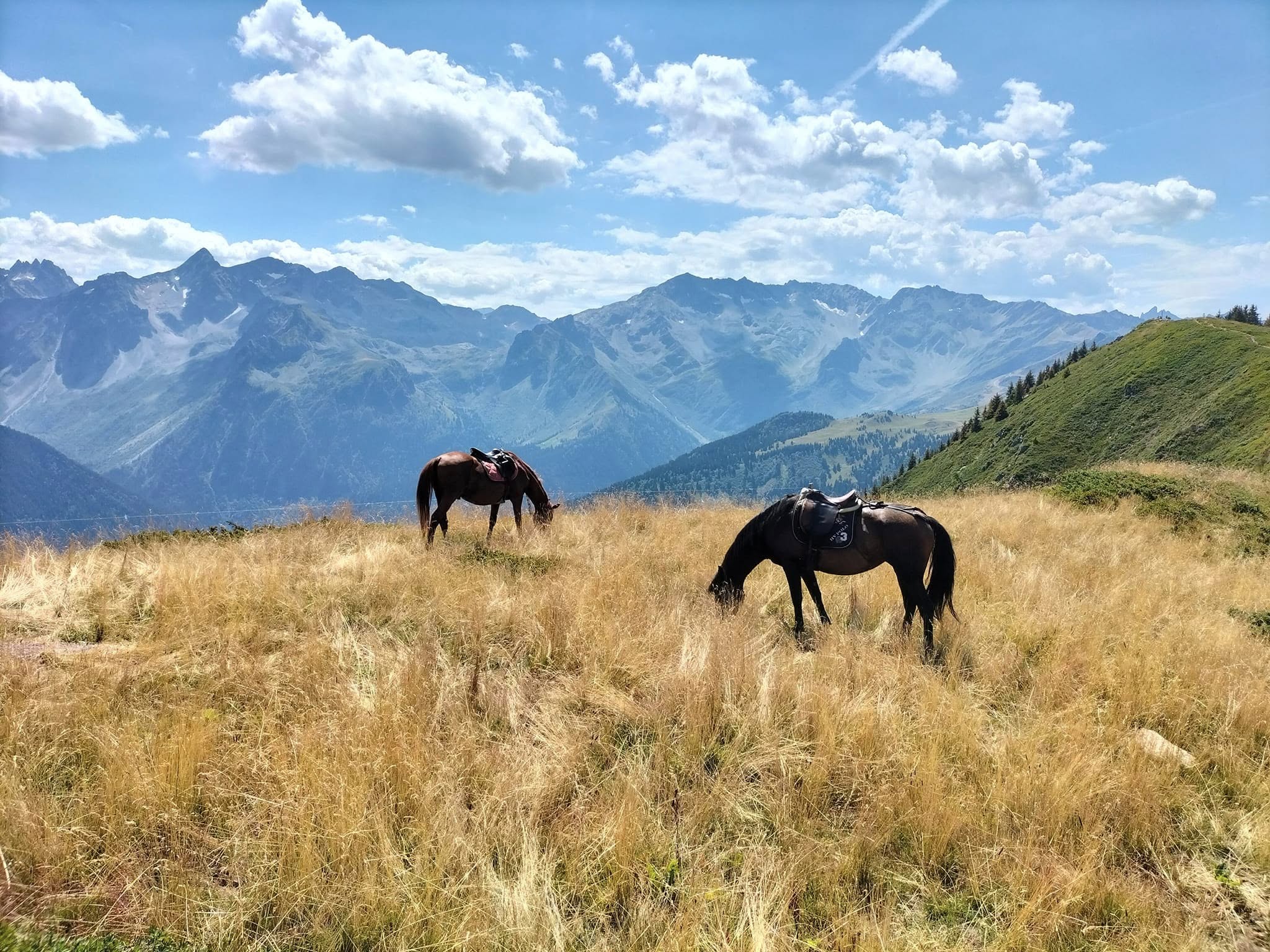 Chevaux paturant l'herbe dans la montagne de Saint Sorlin d'Arves
